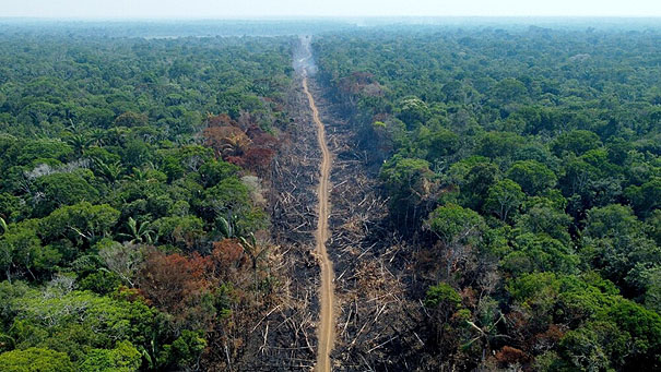 Día Mundial del Árbol: deforestación por la avaricia del capital 1